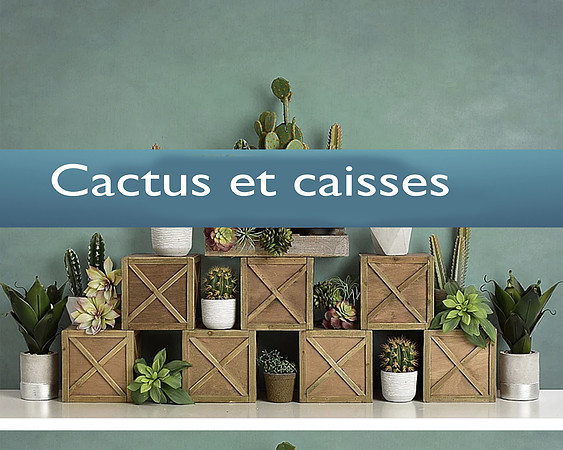 Cactus et caisses