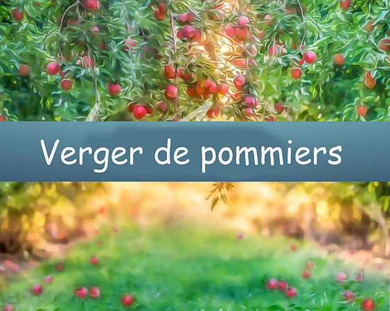Verger de pommiers